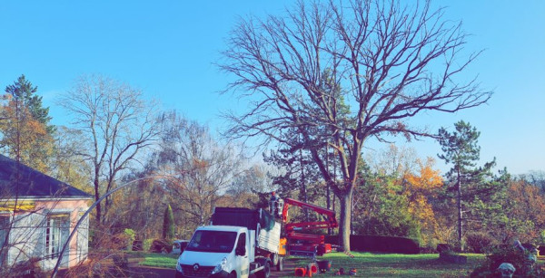 Abattage et élagage d'arbres
